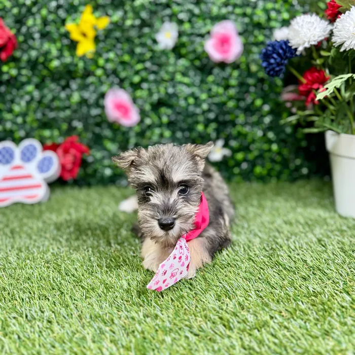 Female Mini Schnauzer puppy named Jill for sale at Puppy Dreams - Round Rock.
