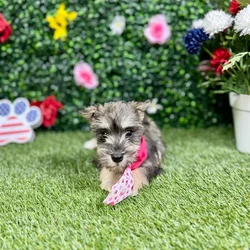 Female Mini Schnauzer puppy named Jill for sale at Puppy Dreams - Round Rock.