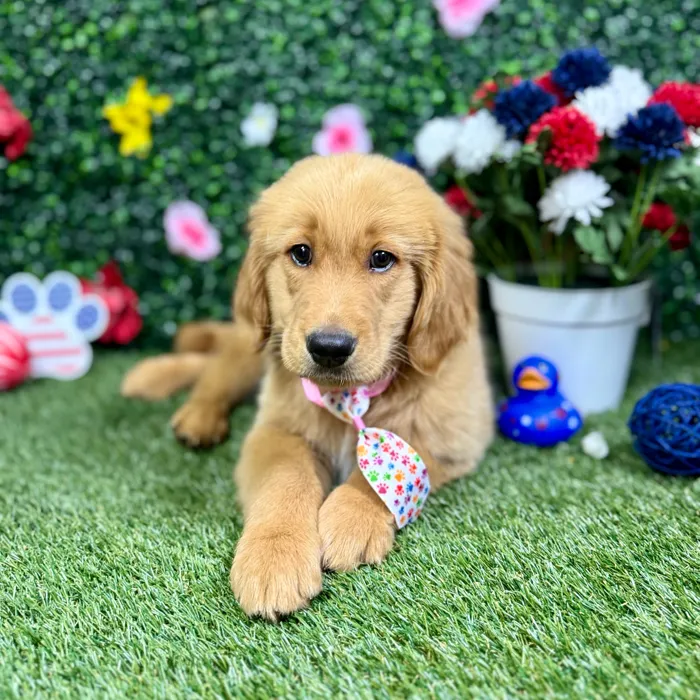 Male Golden Retriever puppy named Cooper for sale at Puppy Dreams - Round Rock.
