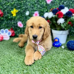 Male Golden Retriever puppy named Cooper for sale at Puppy Dreams - Round Rock.