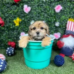 Male Shorkie puppy named Olaf for sale at Puppy Dreams - Round Rock.