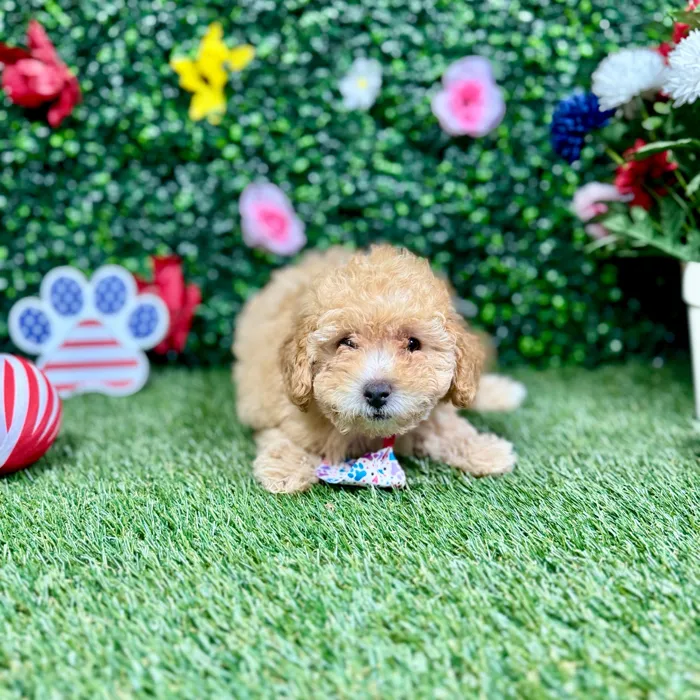 Female Mini Poodle puppy named Jade for sale at Puppy Dreams - Round Rock.