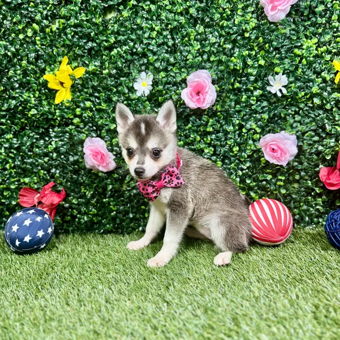 Female Alaskan Klee Kai puppy named Bhavika for sale at Puppy Dreams - Round Rock.