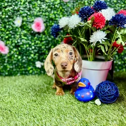 Female Dachshund puppy named Chip for sale at Puppy Dreams - Round Rock.