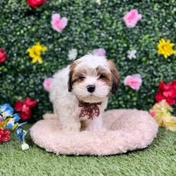 Male Teddy Bear puppy named Larry for sale at Puppy Dreams - Round Rock.