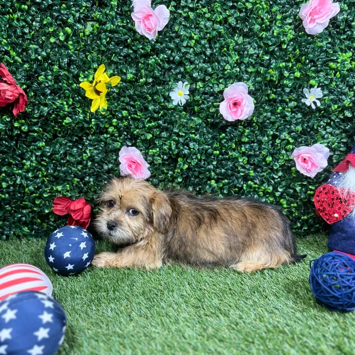 Male Shorkie puppy named Olaf for sale at Puppy Dreams - Round Rock.