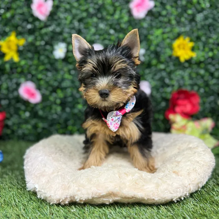 Female Yorkie puppy named Biscuit for sale at Puppy Dreams - Round Rock.