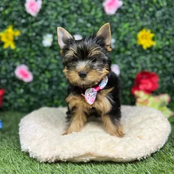Female Yorkie puppy named Biscuit for sale at Puppy Dreams - Round Rock.