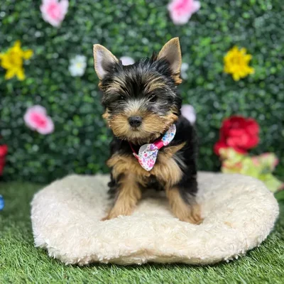 Female Yorkie puppy named Biscuit for sale at Puppy Dreams - Round Rock.