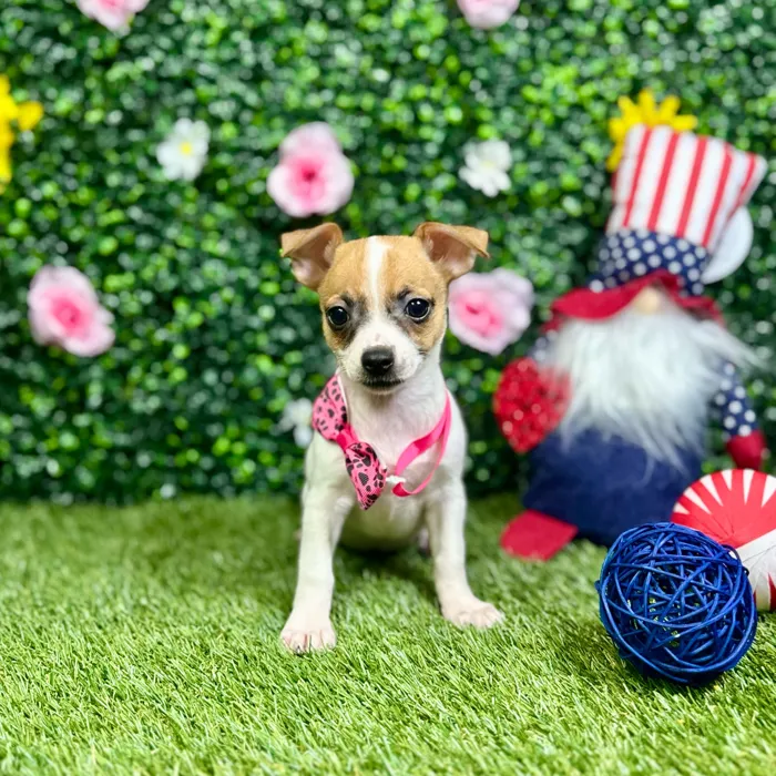Female Chihuahua puppy named Maya for sale at Puppy Dreams - Round Rock.