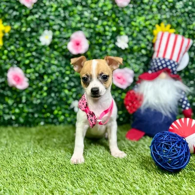 Female Chihuahua puppy named Maya for sale at Puppy Dreams - Round Rock.