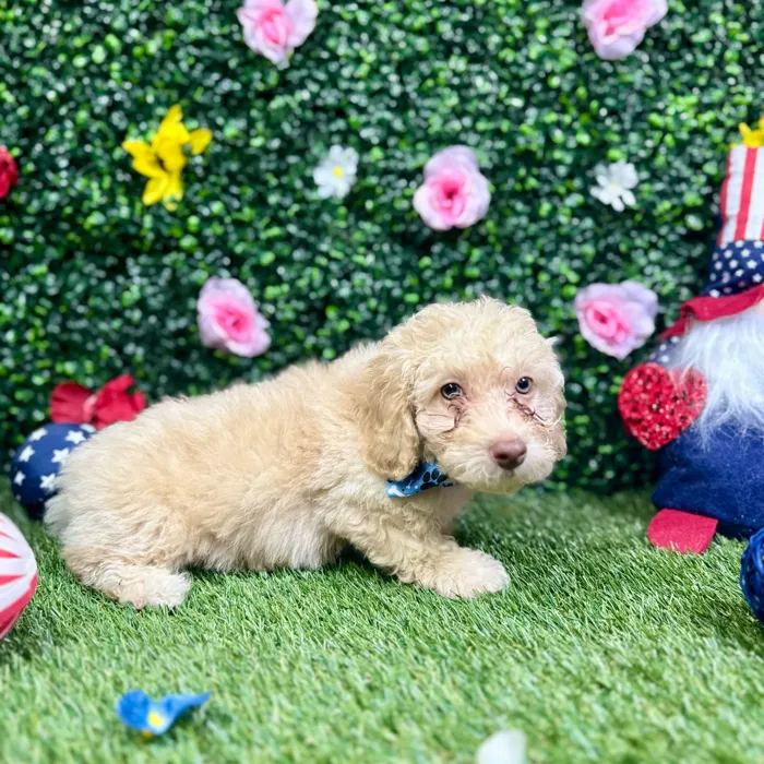 Male Poodle puppy named Bruce for sale at Puppy Dreams - Round Rock.