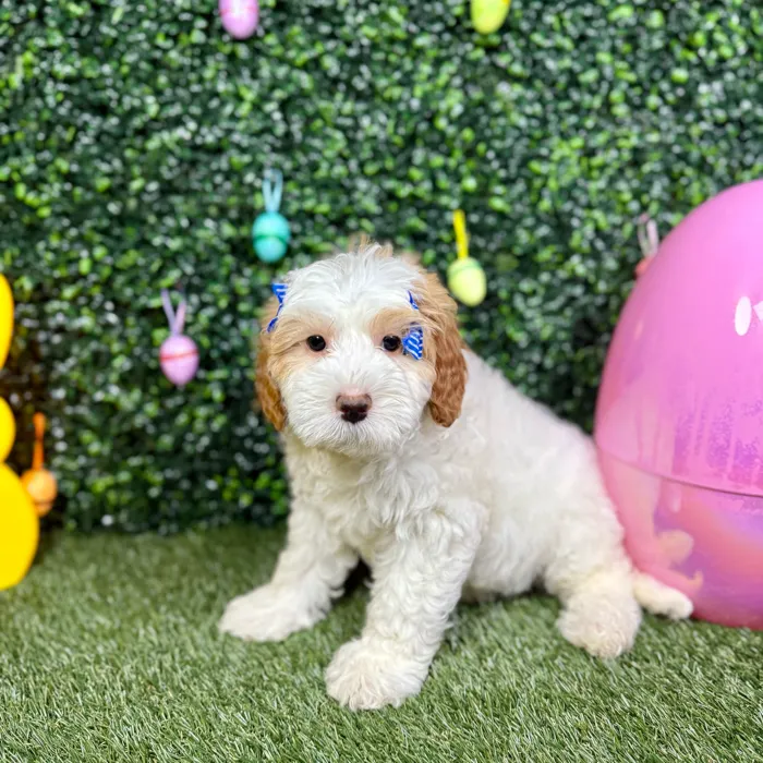 Female Bernedoodle puppy named Mika for sale at Puppy Dreams - Round Rock.