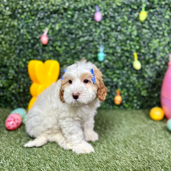 Female Bernedoodle puppy named Mika for sale at Puppy Dreams - Round Rock.