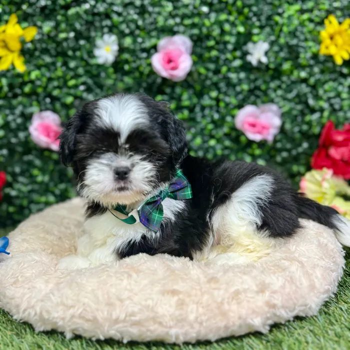 Male Shih Tzu puppy named Woody for sale at Puppy Dreams - Round Rock.