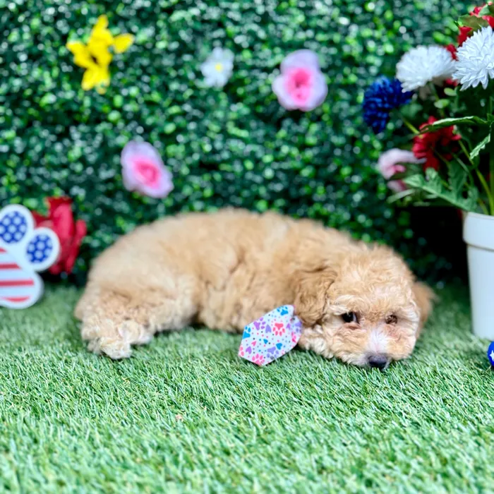 Female Mini Poodle puppy named Jade for sale at Puppy Dreams - Round Rock.