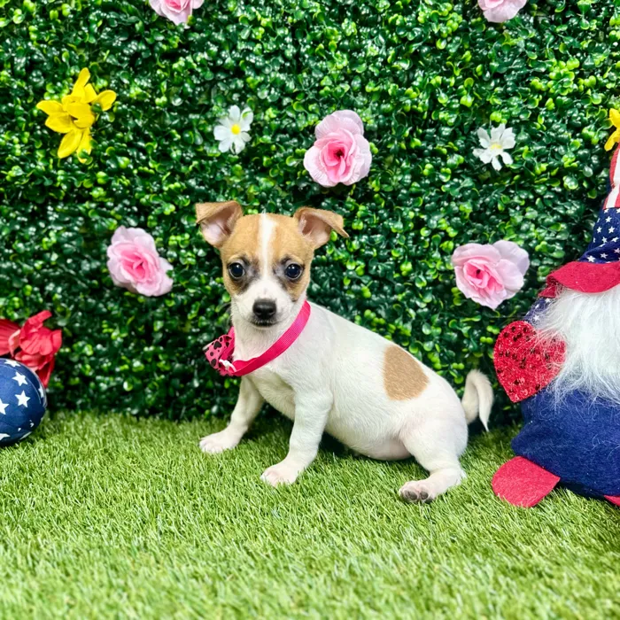 Female Chihuahua puppy named Maya for sale at Puppy Dreams - Round Rock.