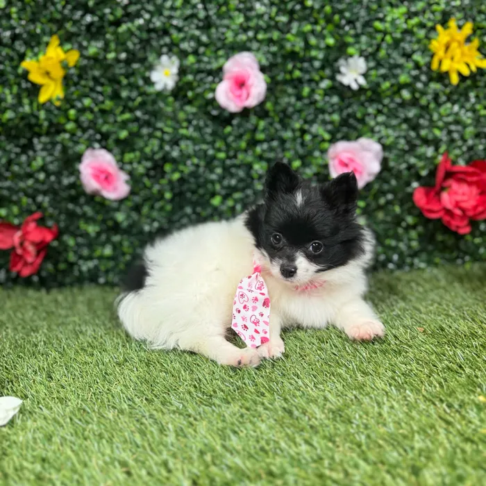 Female Pomeranian puppy named Kimberly for sale at Puppy Dreams - Round Rock.