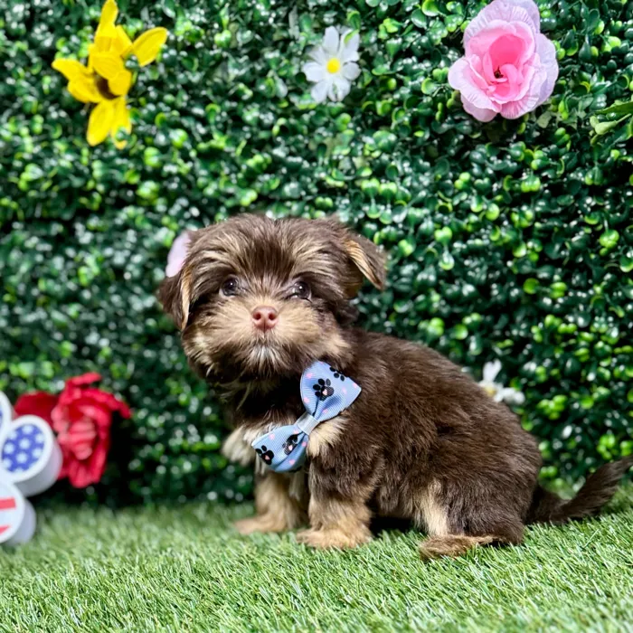 Male Havashire puppy named Phillipe for sale at Puppy Dreams - Round Rock.