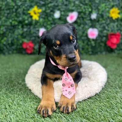 Female Rottweiler puppy named Precious for sale at Puppy Dreams - Round Rock.