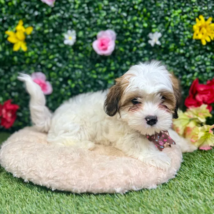Male Teddy Bear puppy named Larry for sale at Puppy Dreams - Round Rock.