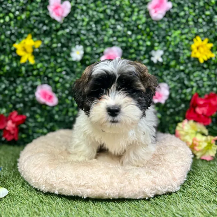 Male Teddy Bear puppy named Scott for sale at Puppy Dreams - Round Rock.