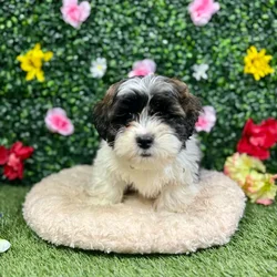 Male Teddy Bear puppy named Scott for sale at Puppy Dreams - Round Rock.