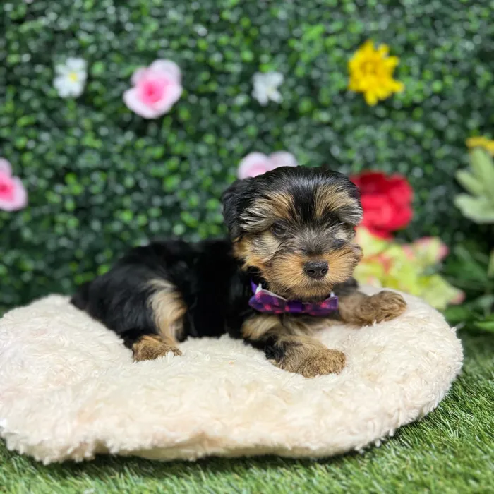 Female Yorkie puppy named Muffin for sale at Puppy Dreams - Round Rock.
