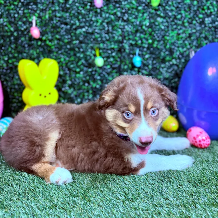 Male Mini Aussie puppy named Koda for sale at Puppy Dreams - Round Rock.