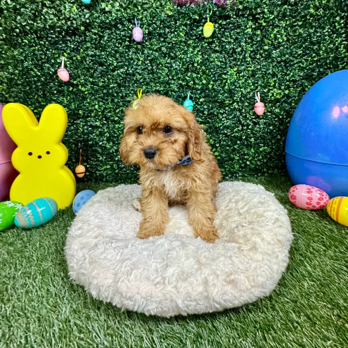 Male Cavapoo puppy named Lincoln for sale at Puppy Dreams - Round Rock.