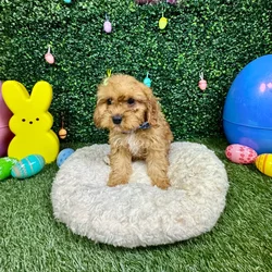 Male Cavapoo puppy named Lincoln for sale at Puppy Dreams - Round Rock.