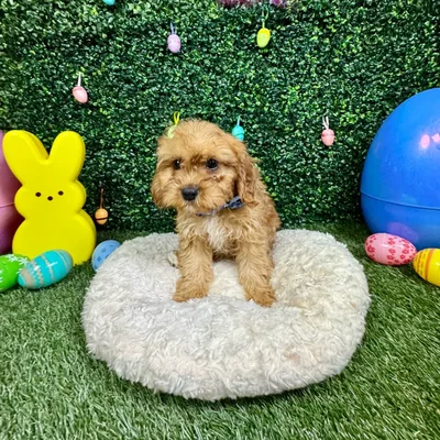 Male Cavapoo puppy named Lincoln for sale at Puppy Dreams - Round Rock.