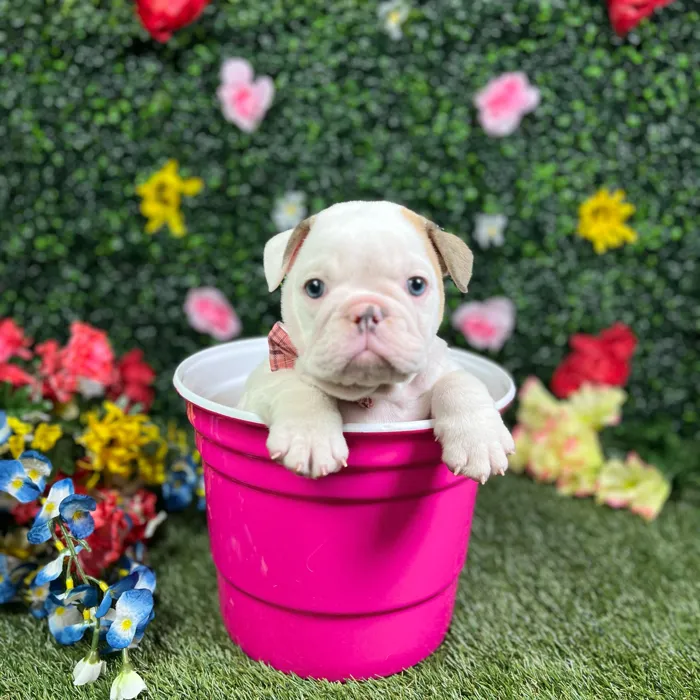 Female English Bulldog puppy named Stunna for sale at Puppy Dreams - Round Rock.