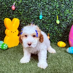 Female Bernedoodle puppy named Mika for sale at Puppy Dreams - Round Rock.