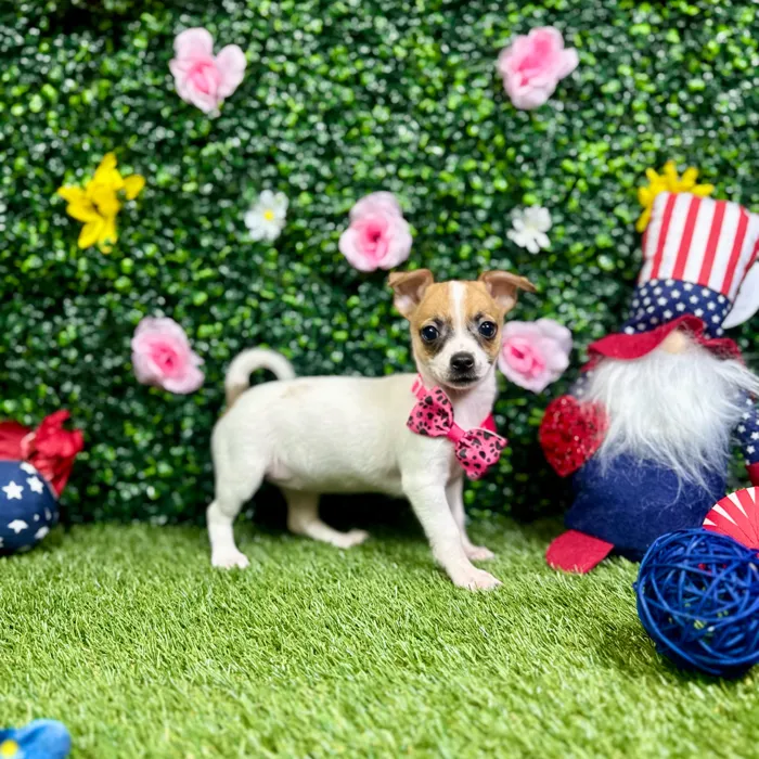 Female Chihuahua puppy named Maya for sale at Puppy Dreams - Round Rock.