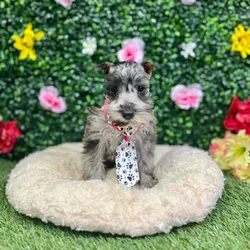 Female Mini Schnauzer puppy named Lydia for sale at Puppy Dreams - Round Rock.