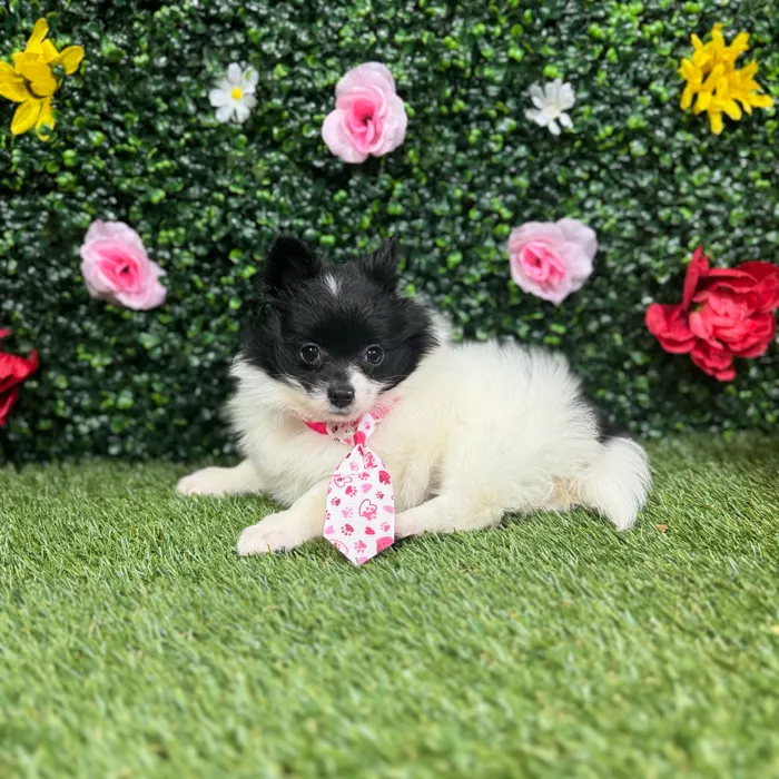 Female Pomeranian puppy named Kimberly for sale at Puppy Dreams - Round Rock.