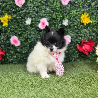 Female Pomeranian puppy named Kimberly for sale at Puppy Dreams - Round Rock.