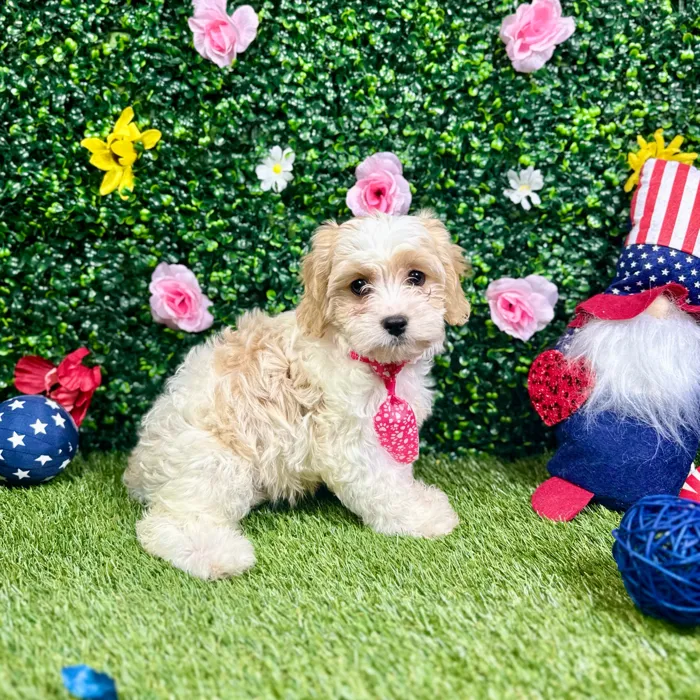 Female Cavachon puppy named Keila for sale at Puppy Dreams - Round Rock.