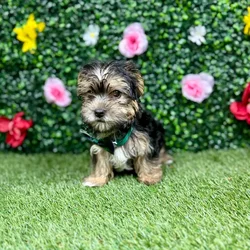 Male Morkie puppy named Charlie for sale at Puppy Dreams - Round Rock.