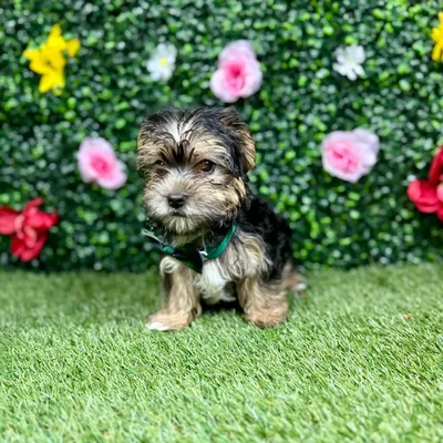 Male Morkie puppy named Charlie for sale at Puppy Dreams - Round Rock.