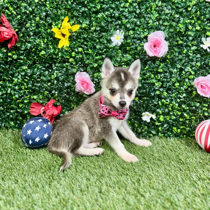 Female Alaskan Klee Kai puppy named Bhavika for sale at Puppy Dreams - Round Rock.