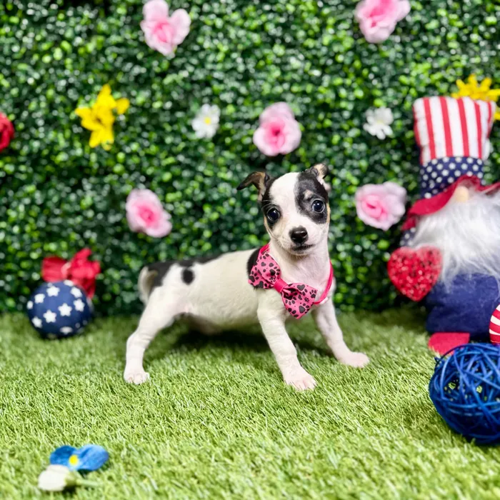 Female Chihuahua puppy named Gumdrop for sale at Puppy Dreams - Round Rock.