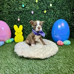 Female Boston Terrier puppy named Mabel for sale at Puppy Dreams - Round Rock.