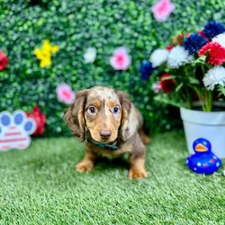 Male Dachshund puppy named Dale for sale at Puppy Dreams - Round Rock.