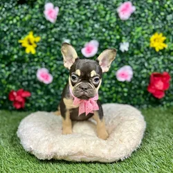 Female French Bulldog puppy named Nina for sale at Puppy Dreams - Round Rock.