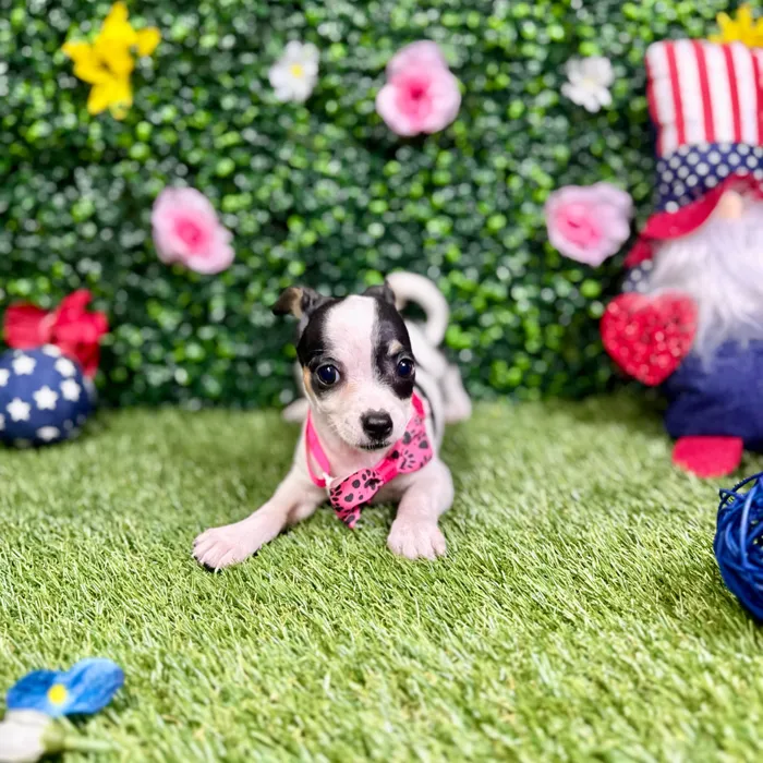Female Chihuahua puppy named Gumdrop for sale at Puppy Dreams - Round Rock.
