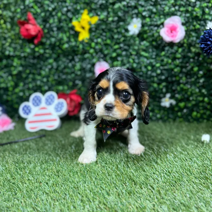 Male Cavalier King Charles Spaniel puppy named Leroy for sale at Puppy Dreams - Round Rock.
