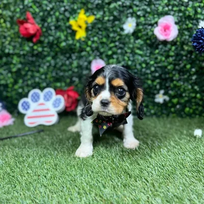 Male Cavalier King Charles Spaniel puppy named Leroy for sale at Puppy Dreams - Round Rock.