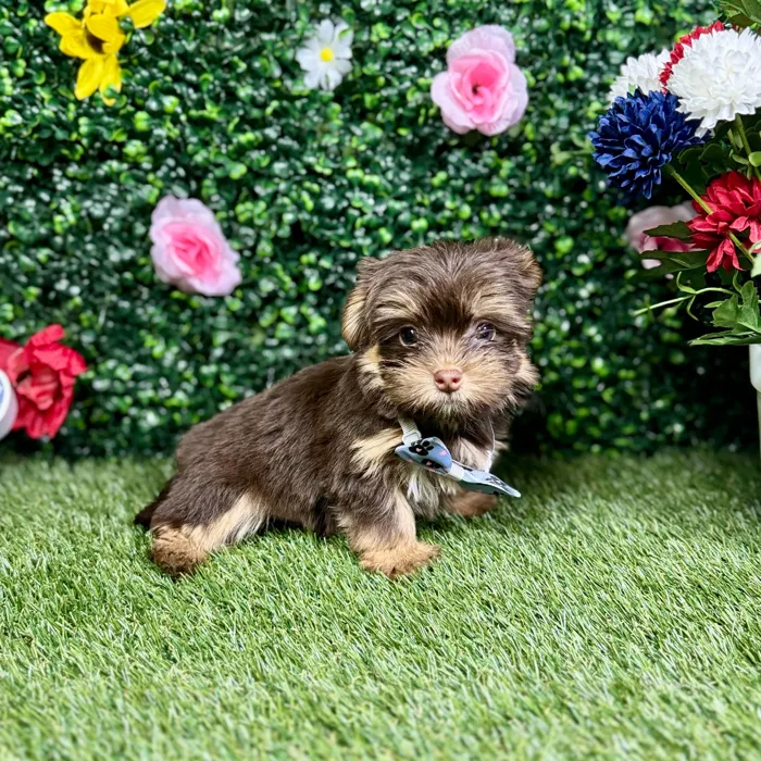 Male Havashire puppy named Phillipe for sale at Puppy Dreams - Round Rock.